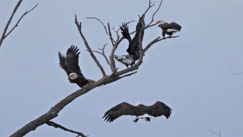Four bald eagles can be seen at the same time in this photo from Canton submitted by Natalie...